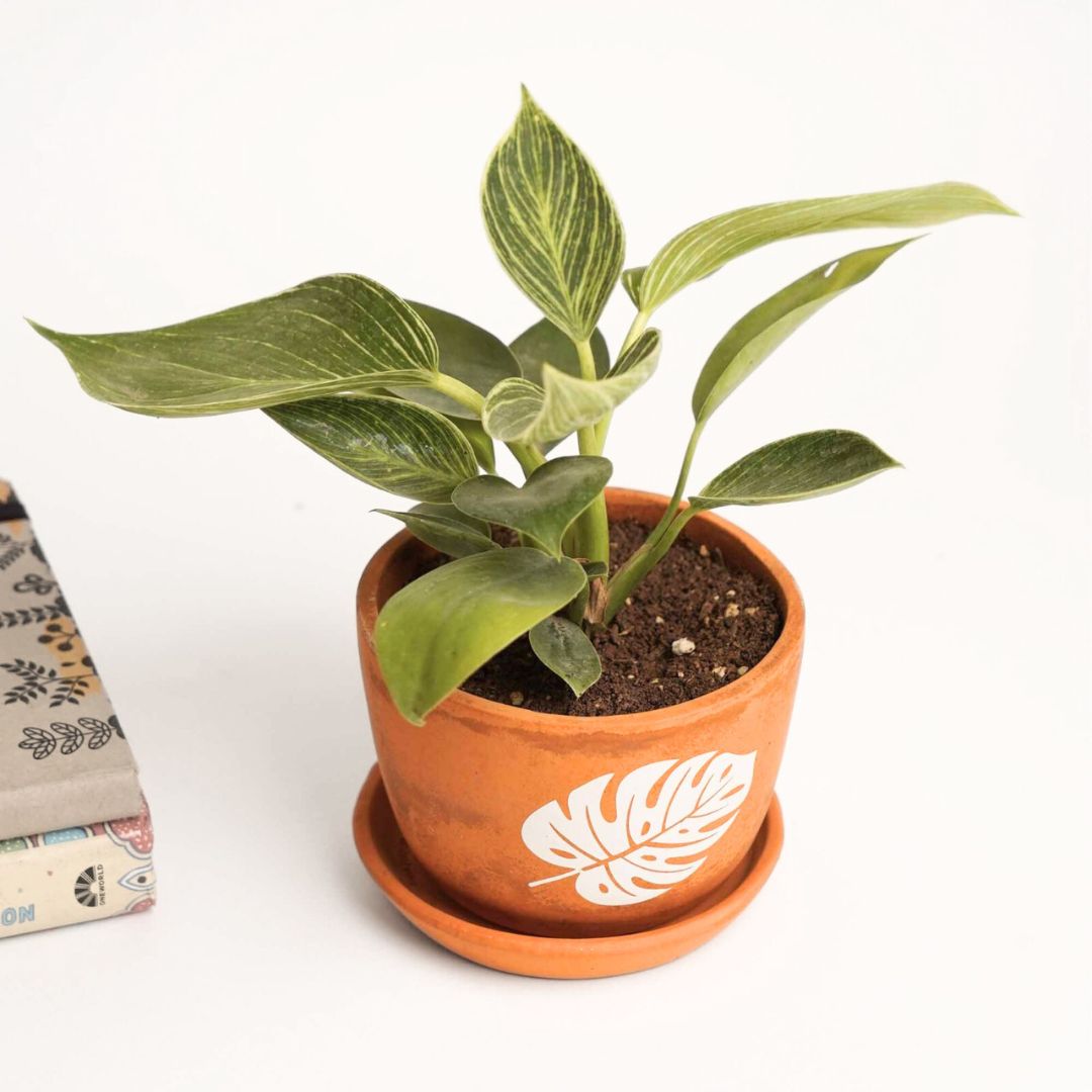 Rustique Leaf Planter