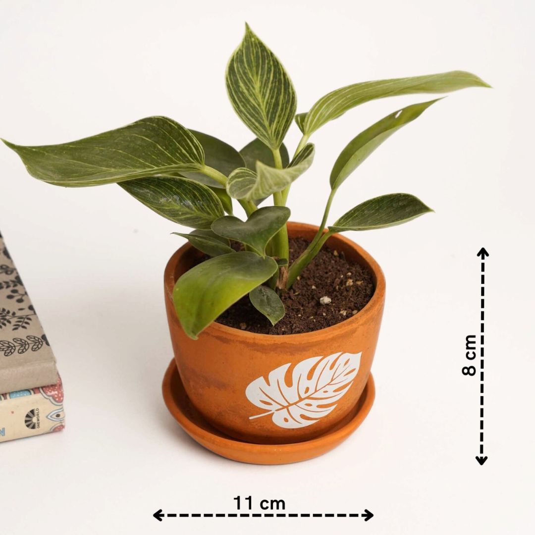 Rustique Leaf Planter